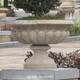 拉薩大型石雕花盆雕塑圖
