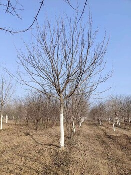 成都12公分元宝枫培育基地