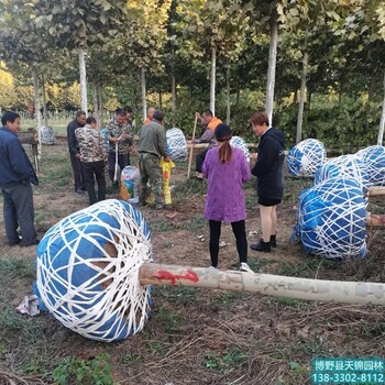 天锦园林速生法桐,易县退林还耕法桐市场