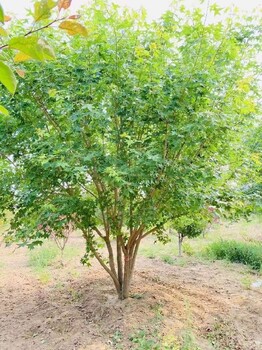 贵阳6.5米丛生五角枫公园景观树