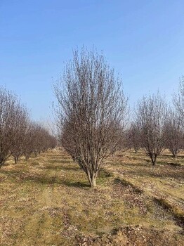 杭州6米丛生红叶李培育基地