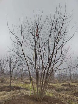 武汉5.5米丛生元宝枫道路绿化树