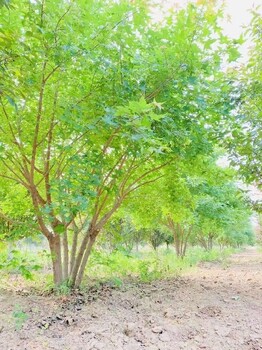 武汉5.5米丛生元宝枫道路绿化树