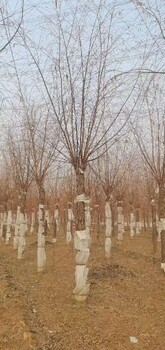 衡阳14公分垂柳公园绿化树