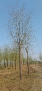 武汉10公分金丝垂柳种植基地