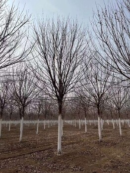 17公分元宝枫种植面积广