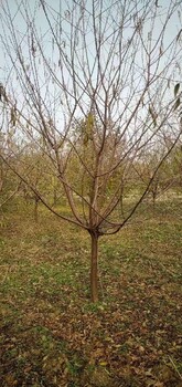 合肥12公分红叶碧桃道路绿化树