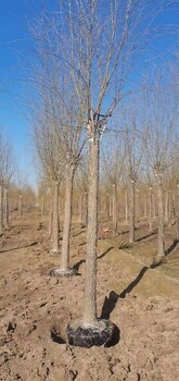 重庆19公分金丝垂柳园林绿化树种