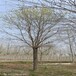大庆20公分白蜡树培育基地