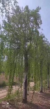 延安13公分垂柳树生长习性