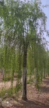 咸阳19公分垂柳树规格大小