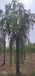 泉州14公分垂柳树种植方式