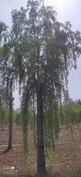 承德20公分垂柳树种植方式