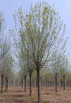 北京白蜡树规格大小