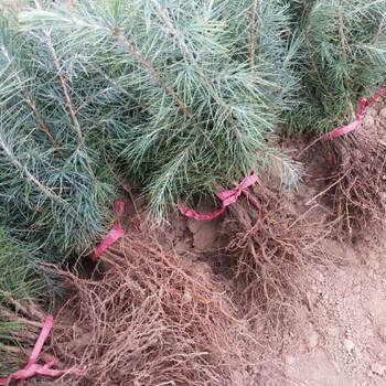 毕节10米雪松种植基地