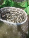 河南魚苗鯉魚白鰱苗種全國批發(fā)各類鄭州魚苗