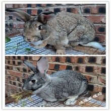 兔公羊兔,肉兔子回收聯系方式圖片