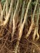 徐州绿化工程皂角树苗,全冠皂角常年出售