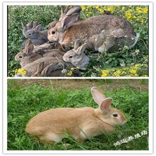 兔養兔子,思麻兔養殖前景圖片