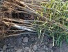 扬州农业基地出售1公分以上皂角树苗,入药用大刺皂角树苗