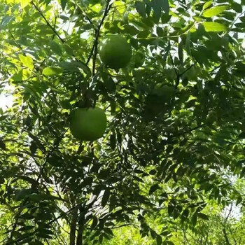 吉林白花文冠果苗种植基地