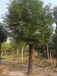 昌平22公分皂角树多少钱一棵