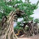 海东生态园假树室内仿真树造景样例图