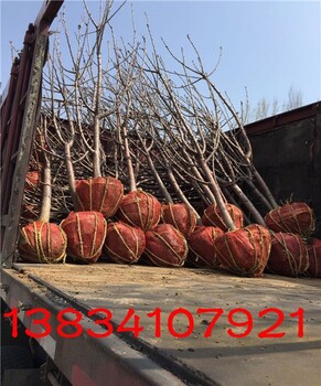 销售10公分樱桃树价格,8公分樱桃树