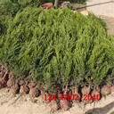 內(nèi)蒙古龍柏價(jià)格,60公分龍柏價(jià)格