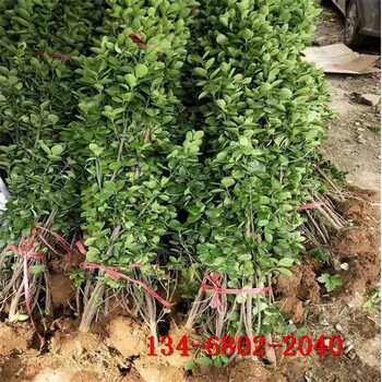 北方綠化苗木工程苗木4-5米叢生北海道黃楊
