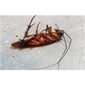 洪梅專業白蟻防治公司圖片