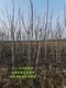 新疆2公分核桃树种植几年结果产品图