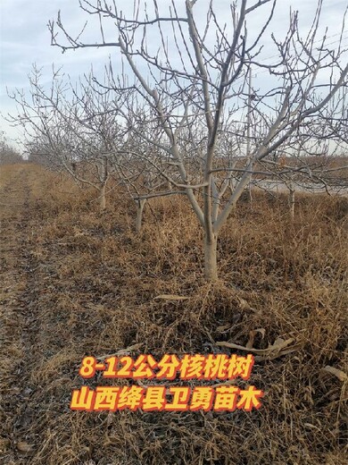 新疆半冠核桃树种植几年结果