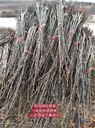 河南紙皮核桃樹哪里有賣