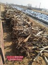 山西1公分核桃樹產(chǎn)地報價