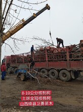 天津1年核桃樹產地報價圖片