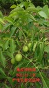四川遼核核桃樹種植幾年結(jié)果