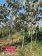 核桃树种植基地图