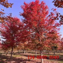 5公分紅楓樹低圖片