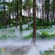 雾森景观系统图