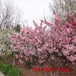 樱花树苗地径4公分樱花树5、6、8、10公分高杆樱花树