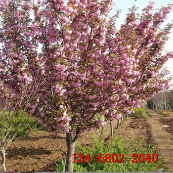 樱花树苗5-6-8公分高杆樱花树10公分早樱