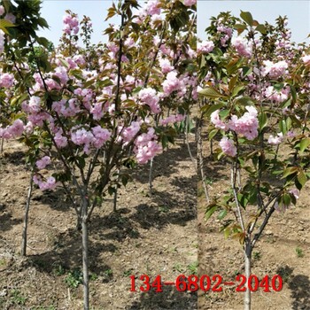 染井吉野樱6-7-8公分樱花树10公分高杆樱花