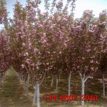 4公分樱花树,5公分8公分10公分高杆樱花