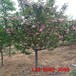 樱花树4--9公分早樱,晚樱10公分12公分15公分阳光樱花