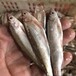 小雜魚收購批發商馬口魚桃花馬口餐條魚尖嘴魚收購價格