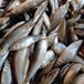 大量收購各種淡水魚全年收購淡水小雜魚大量收購收購死魚加工飼料