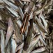 黑龍江大量收購飼料魚收購死魚的工廠死魚收購多錢一斤