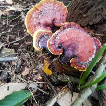 阜阳灵芝价格