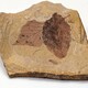 玉化石真品图片图
